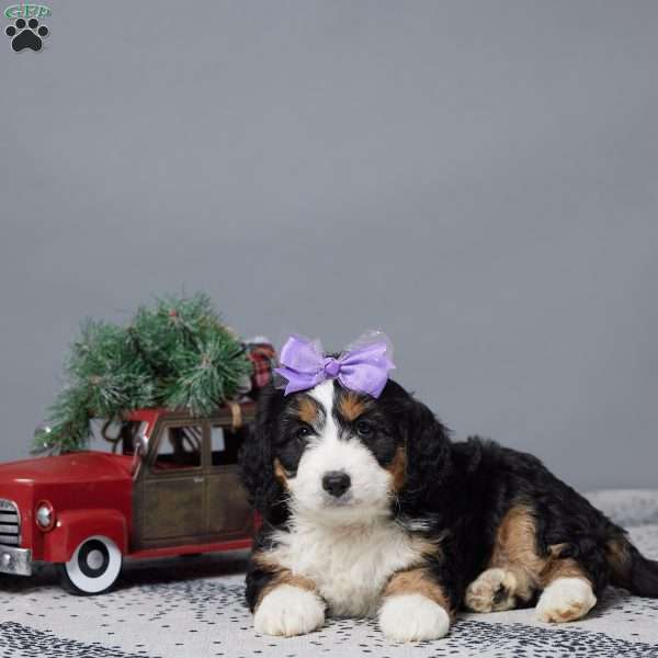 Cheyenne, Mini Bernedoodle Puppy